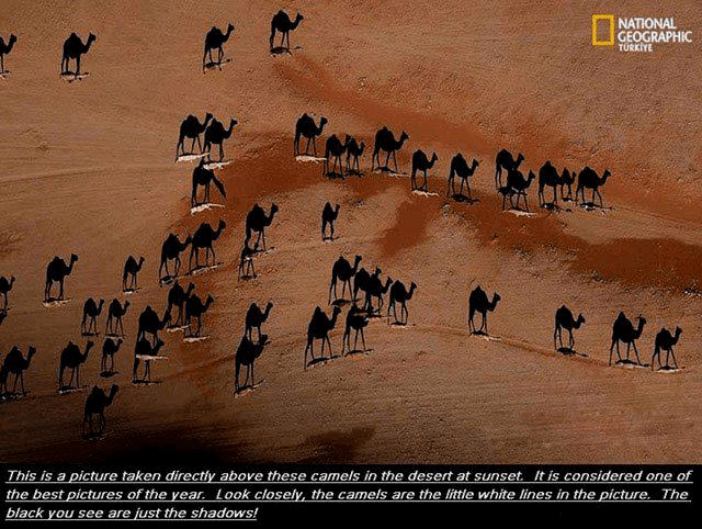 camels
