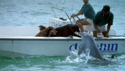 dogsanddolphin