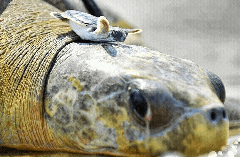 babyturtle