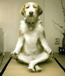 dogmeditate