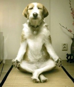 Zen Pup