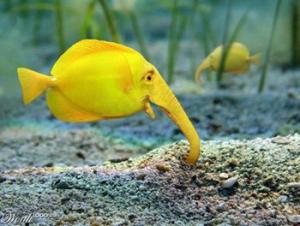 Elephant fish