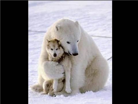 polar and husky