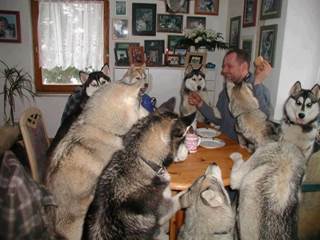huskies